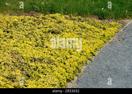 Bodenbedeckung, Pflanzen, Kanten, Garten, Rasen, Kiesweg, schleichende Wacholder, „Goldener Teppich“, Juniperus horizontalis „Goldener Teppich“ Stockfoto