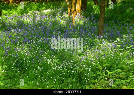 Bluebells und Lesser Nähkraut, Hardcastle Crags, Hebdenbrücke Stockfoto