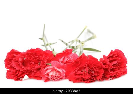 Rote Nelke Blumen Stockfoto
