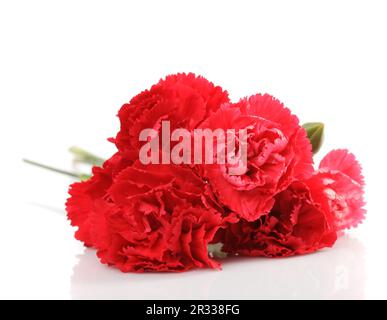 Rote Nelke Blumen Stockfoto