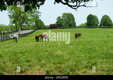 Pferde grasen auf einer Kentucky Horse Farm Stockfoto
