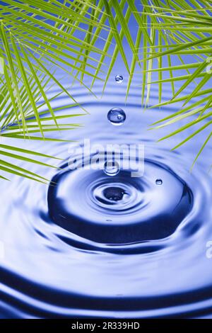Palmenblätter über Wasser Stockfoto