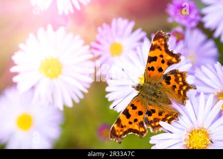 Flieder-Gänseblümchen Stockfoto