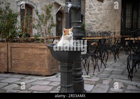 Kotor, Montenegro - Eine wunderschöne weiße und gelbe Katze fühlt sich in einem öffentlichen Springbrunnen wohl Stockfoto