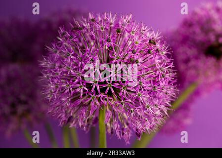 Wunderschöner Blütenkopf aus Purple Allium Giganteum auf violettem Hintergrund. Bunte Kugeln mit dekorativen Zwiebelblumen. Hintergrundinformationen Zum Frühling. Stockfoto