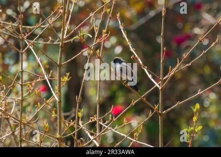 Rupus-Gorgeted-Fliegenschnäffchen, Ficedula strophiata, Vogelfamilie Muscicapidae im feuchten Montanwald des Himalaya. Rötlich-brauner Vogel. Stockfoto