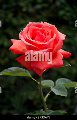 Ein Blick aus der Nähe auf eine elegante lachsrosa Rose, die im Frühling blüht Stockfoto