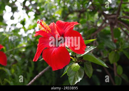 Wunderschöne Frühlingsblume, umgeben von üppigem Grün Stockfoto