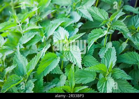 Urtica dioica oder Brennnessel. Jungpflanzen im Frühlingsgarten. Heilpflanze Stockfoto