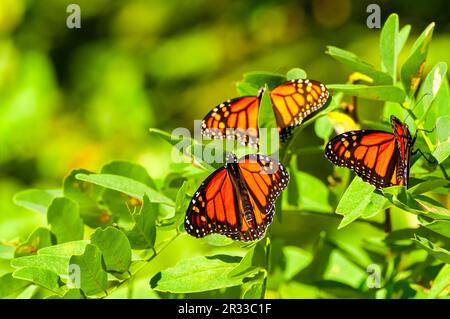 Ein Cluster von drei Monarchen Butterfles auf einem Ast eines Baumes Sumach in Ohio während ihrer jährlichen Wanderung nach Mexiko Stockfoto