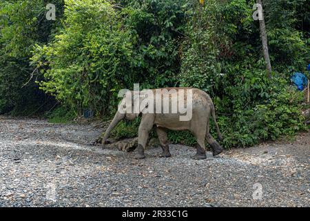 Sumatra Elefanten in Tangkahan, Nordsumatra, Indonesien. Stockfoto