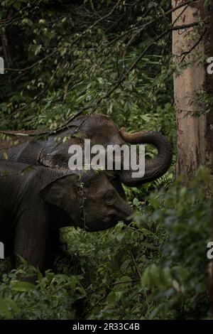 Sumatra Elefanten in Tangkahan, Nordsumatra, Indonesien. Stockfoto