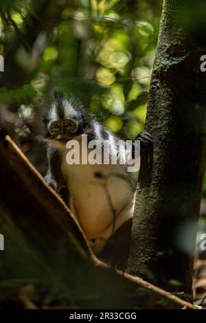 Thomas's langur (Thomas's Leaf Monkey) in Bukit Lawang, Nordsumatra, Indonesien Stockfoto