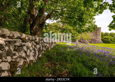 Bluebell Woods, Dunstaffnage Castle, Oban, Schottland, Großbritannien Stockfoto