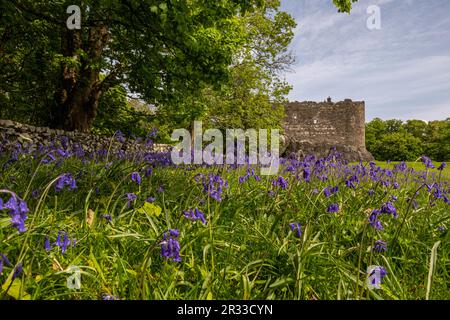 Bluebell Woods, Dunstaffnage Castle, Oban, Schottland, Großbritannien Stockfoto