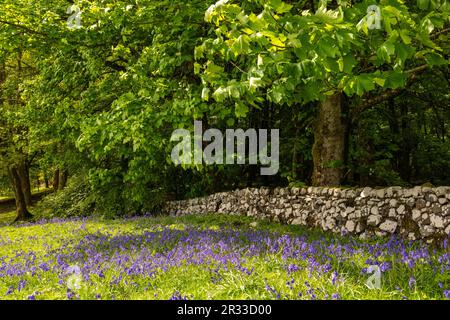 Bluebell Woods, Dunstaffnage Castle, Oban, Schottland, Großbritannien Stockfoto