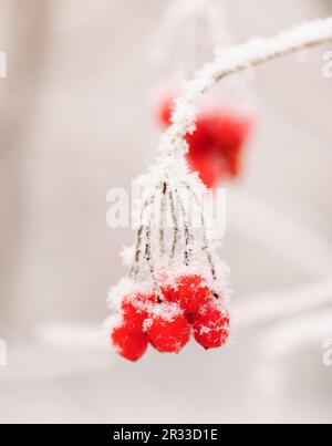 Rote Rowanbeere im Winter Stockfoto