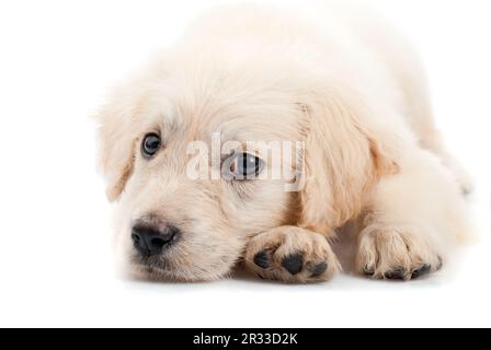 Golden Retriever Welpe isoliert Stockfoto