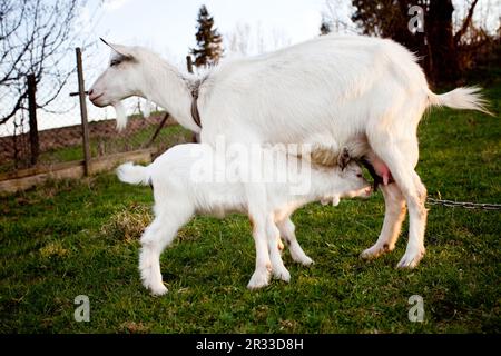 Ziege und Ziege Stockfoto