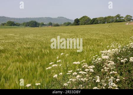 Ein Feld mit bärtiger Gerste im Süden unten in West Sussex England Stockfoto