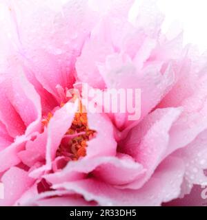 Rosa Pfingstrose hautnah Stockfoto