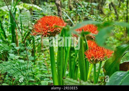 Scadoxus multiflorus oder Fireball Lily blühen im Moorland der unteren Hänge von Kilimandscharo, Tansania Stockfoto