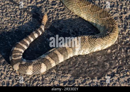 Westliche Klapperschlange. Emigrant Lake, Ashland, Oregon Stockfoto