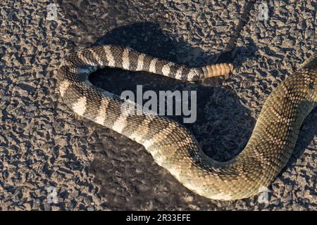 Westliche Klapperschlange. Emigrant Lake, Ashland, Oregon Stockfoto