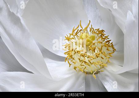 Weiße Pfirsichblume – Nahaufnahme mit Anthers, Stämmen, Pollen und Stigma Stockfoto