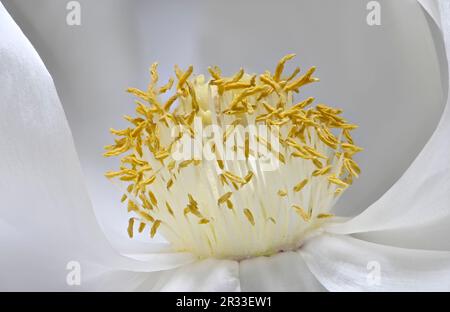 Weiße Pfirsichblume – Nahaufnahme mit Anthers, Stämmen, Pollen und Stigma Stockfoto