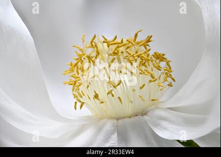 Weiße Pfirsichblume – Nahaufnahme mit Anthers, Stämmen, Pollen und Stigma Stockfoto