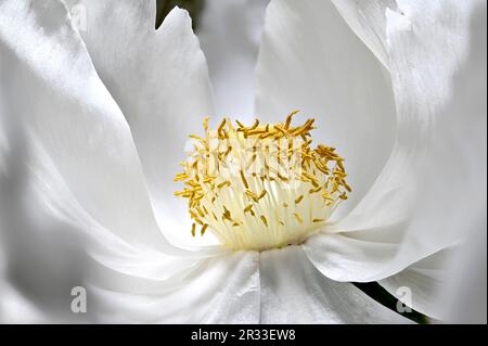 Weiße Pfirsichblume – Nahaufnahme mit Anthers, Stämmen, Pollen und Stigma Stockfoto