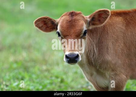 Jersey Calf auf einer Bauernweide im Sommer ganz nah am Kopf Stockfoto