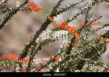 Ocotillo, Fouquieria splendens, mit Frühlingsblüten in der Borrego-Valley-Wüste, einer einheimischen razmosen Panicle-Umbel-Blüte. Stockfoto