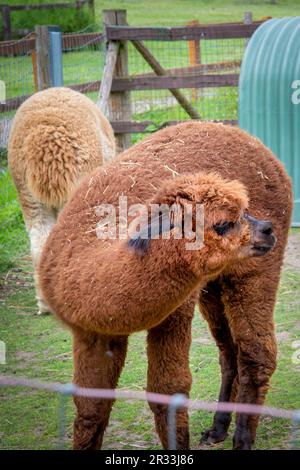 Vauxhall City Farm London UK Stockfoto