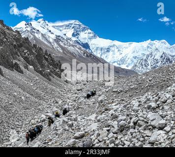 (230522) -- LHASA, 22. Mai 2023 (Xinhua) -- Dieses Luftfoto, das am 18. Mai 2023 aufgenommen wurde, zeigt eine Yakkarawane, die auf einer Höhe von 6.500 Metern auf dem Berg Qomolangma im Südwesten Chinas Autonomer Region Tibet in Richtung Lager fährt. Aufgrund der komplizierten natürlichen Bedingungen des weltweit höchsten Gipfels des Mount Qomolangma ist der Yakentransport zu einem wichtigen Transportmittel für Waren und Materialien für die wissenschaftliche Expedition zum Mt. Qomolangma. Hirten leben in Zhaxizom im Bezirk Tingri, der nächstgelegenen Verwaltungsgemeinde in China zum Mt. Qomolangma hat Yak-Dienste angeboten Stockfoto