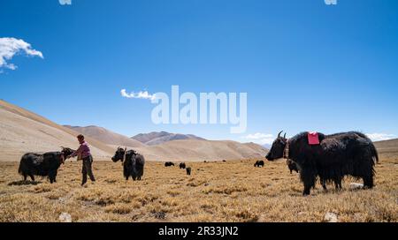 (230522) -- LHASA, 22. Mai 2023 (Xinhua) -- Ein Hirte füttert Yaks in Zangpu Dorf Zhaxizom Township, Tingri County, Xigaze City, Autonome Region Tibet im Südwesten Chinas, 20. Mai 2023. Aufgrund der komplizierten natürlichen Bedingungen des weltweit höchsten Gipfels des Mount Qomolangma ist der Yakentransport zu einem wichtigen Transportmittel für Waren und Materialien für die wissenschaftliche Expedition zum Mt. Qomolangma. Hirten leben in Zhaxizom im Bezirk Tingri, der nächstgelegenen Verwaltungsgemeinde in China zum Mt. Qomolangma, hat Yak-Dienste für Bergsteiger als Reaktion auf die Nachfrage bereitgestellt. Die Stockfoto