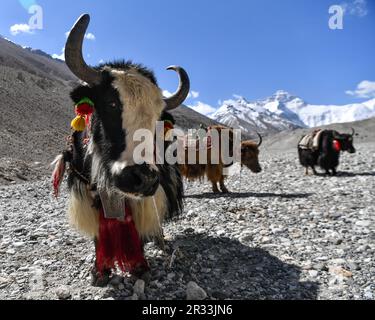 (230522) -- LHASA, 22. Mai 2023 (Xinhua) -- Dieses Foto wurde am 18. Mai 2023 aufgenommen und zeigt Yaks im Basislager des Mount Qomolangma in der Autonomen Region Tibet im Südwesten Chinas. Aufgrund der komplizierten natürlichen Bedingungen des weltweit höchsten Gipfels des Mount Qomolangma ist der Yakentransport zu einem wichtigen Transportmittel für Waren und Materialien für die wissenschaftliche Expedition zum Mt. Qomolangma. Hirten leben in Zhaxizom im Bezirk Tingri, der nächstgelegenen Verwaltungsgemeinde in China zum Mt. Qomolangma, hat Yak-Dienste für Bergsteiger als Reaktion auf die Nachfrage bereitgestellt. Das Yak-Werk der Hirten Stockfoto