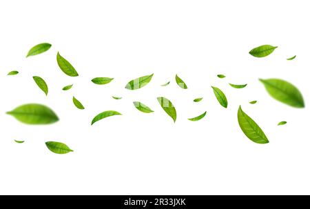 Realistische grüne Teeblätter in Bewegung Stock Vektor