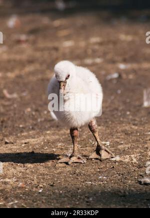 Amerikanisches Flamingo-Baby - Phoenicopterus ruber Stockfoto