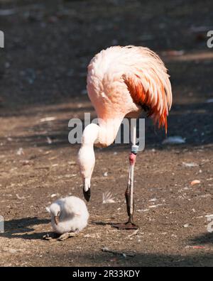 Karibischer Flamingo mit Neugeborenem - Phoenicopterus ruber Stockfoto