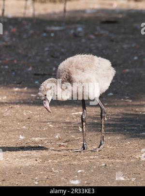 Junger amerikanischer Flamingo - Phoenicopterus ruber Stockfoto