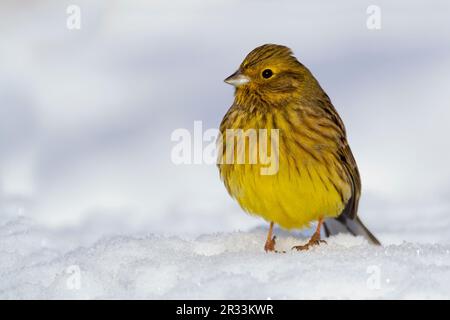 Yellowhammer im Schnee, Tirol Stockfoto