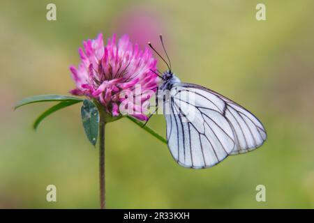 Weißer Schmetterling auf Klee (Aporia crataegi) Stockfoto