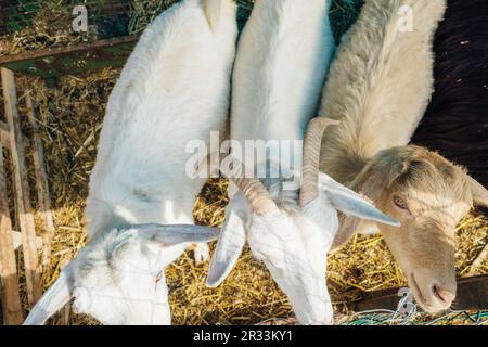 Ziege, die ihre Schnauze durch Metallzäune sticht. Hochwertiges Foto Stockfoto