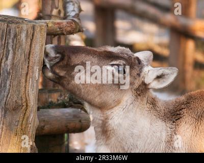 Rangifer tarandus fennicus - finnisches Waldrentier Stockfoto