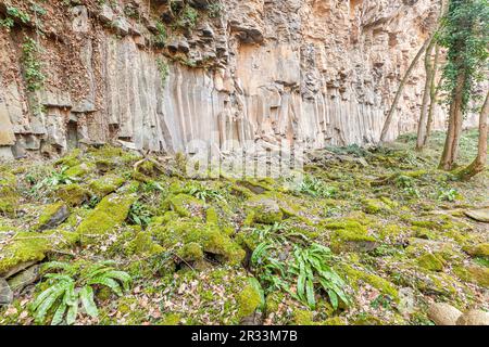 Basaltische Säulen in Sant Joan Les Fonts, Naturpark des Vulkangebiets La Garrotxa, Girona, Spanien Stockfoto