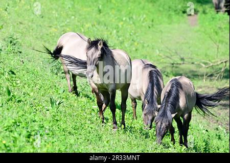 Niederösterreich, Österreich. Konik-Pferde im WWF-Reservat Marchegg in Niederösterreich Stockfoto