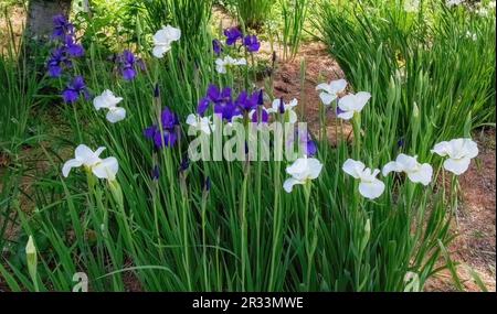 Lila und weiße holländische Iris blühen an einem Frühlingstag im Lyndale Park Peace Garden in Minneapolis, Minnesota, USA. Stockfoto