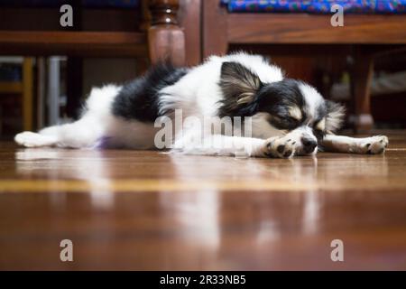 Schlafende lange Haare chihuahua auf Holzboden Stockfoto